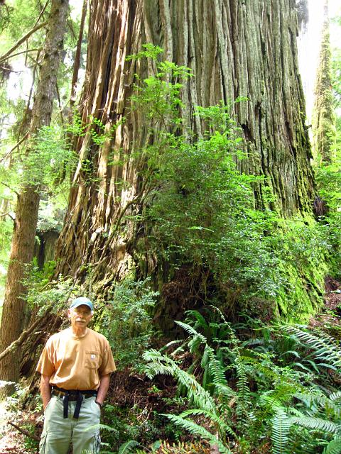 Bolan Mt & Redwoods-159.JPG - Boy Scout Tree Trail